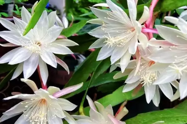 图片[5]-昙花能不能浇淘米水？判断昙花能否浇淘米水要考虑哪些土壤和植物营养因素？-会东网