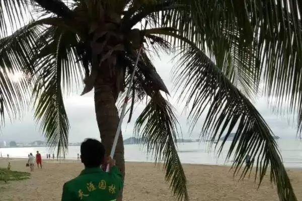 图片[8]-棕榈树种植的方法和要点？种植棕榈树要掌握哪些关键步骤？-会东网