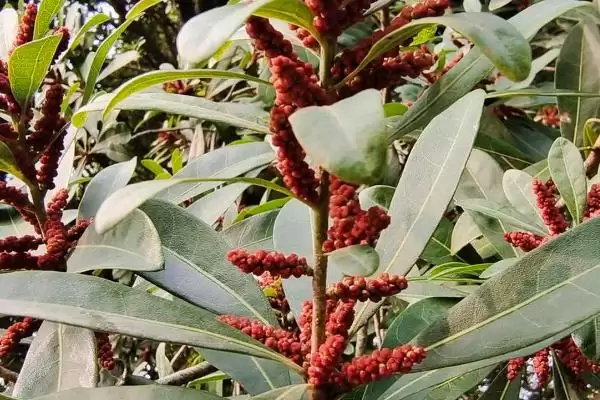 图片[3]-了解植物分辨公母方式的方法和重点？了解植物分辨公母方式要做好哪些细节？-会东网