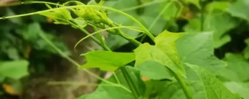 龙须菜的种子情况 ,龙须菜种子是怎样生长出来的呢？-会东网
