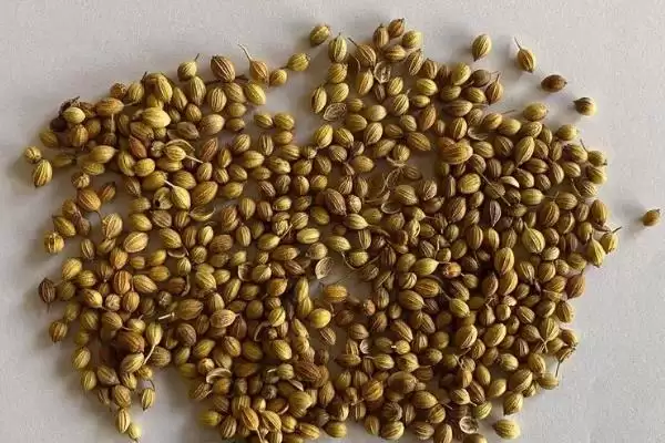 图片[2]-香菜种子冷冻催芽的方法和要点？香菜种子冷冻催芽需掌握哪些关键技巧？-会东网