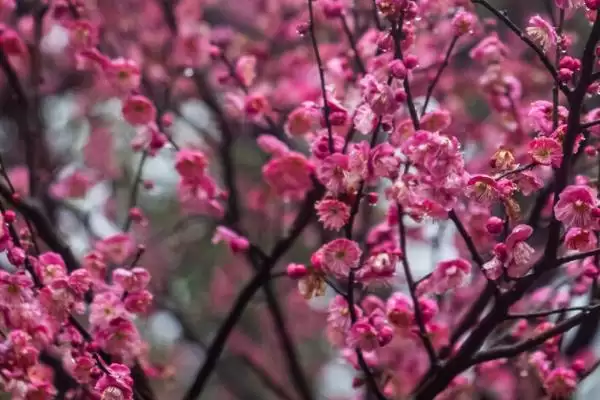 图片[6]-什么是梅花？认识梅花要了解哪些关键的花卉形态和文化寓意？-会东网
