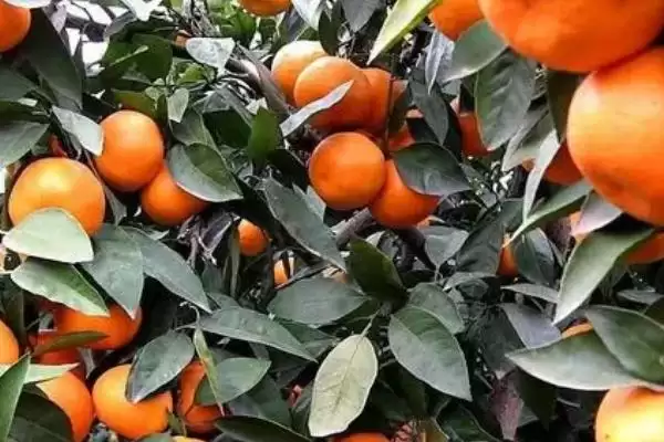 图片[2]-如何防治柑橘日灼病？种植柑橘防治日灼病要运用哪些防治方法？-会东网