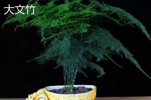 图片[3]-文竹的品种？了解文竹品种要知晓哪些关键的品种分类和植物形态差异要点？-会东网