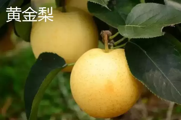 图片[7]-香梨品种的种类和要点？了解香梨品种需关注哪些关键内容？-会东网
