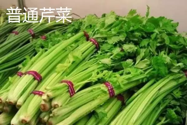 图片[4]-水芹的产地？了解水芹产地要知晓哪些主要的地域分布和生长环境信息？-会东网