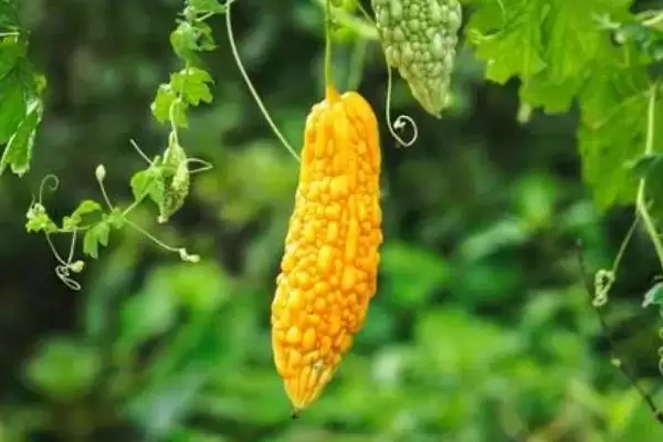 图片[6]-蔬菜的水培方法？水培蔬菜要遵循哪些科学的种植步骤和管理要点？-会东网