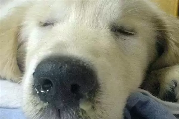 图片[2]-犬瘟热病毒感染源揭秘：病犬和带毒犬的传播风险-会东网
