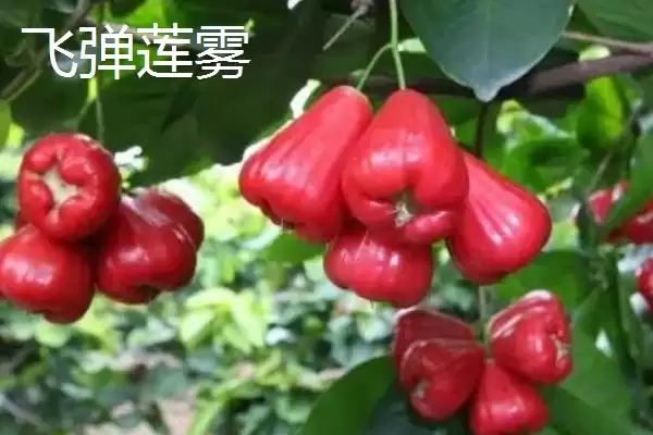 图片[3]-莲雾的成熟时间 ,莲雾在哪个时间段供应量最大？-会东网