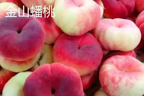 图片[6]-蟠桃和油蟠桃的差异对比：油蟠桃果皮光滑的独特之处-会东网