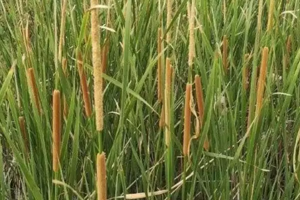 图片[4]-蒲黄种植方法全解：以分株繁殖为主的操作要点-会东网