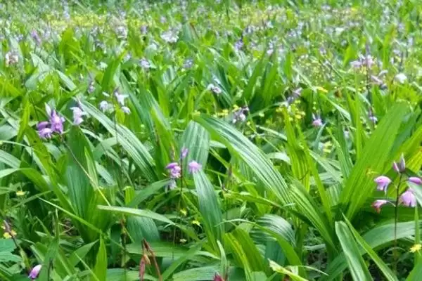 图片[5]-种植一亩白芨的成本和要点？种植白芨成本核算需关注哪些？-会东网