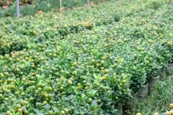 图片[3]-金桔的种植方法 ,金桔通常在什么季节进行播种-会东网