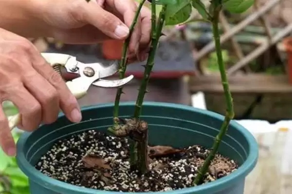 图片[7]-掌握月季春季管理技术的方法和重点？掌握月季春季管理技术要做好哪些细节？-会东网