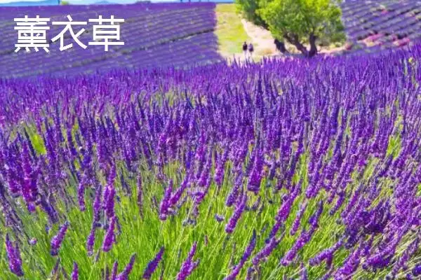 图片[2]-区分薰衣草和鼠尾草的方法和重点？区分薰衣草和鼠尾草要做好哪些细节？-会东网