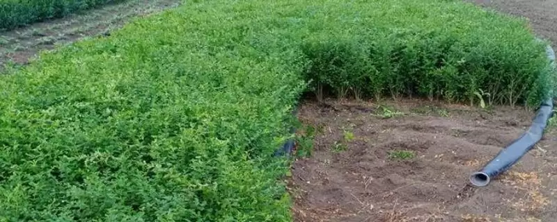 移栽小叶女贞注意事项的方法和重点？移栽小叶女贞注意事项要做好哪些细节？-会东网