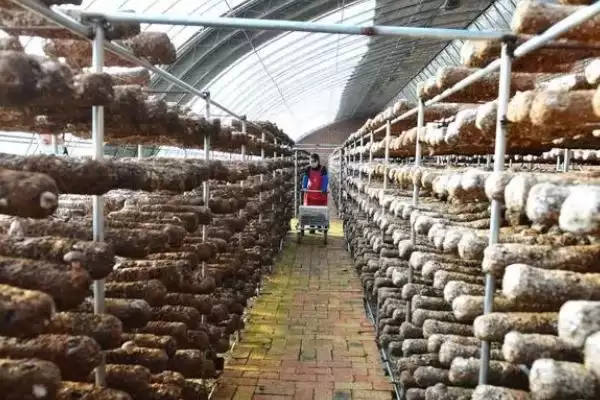 图片[8]-建设一亩蘑菇大棚的成本 ,建一亩蘑菇大棚需多少成本-会东网