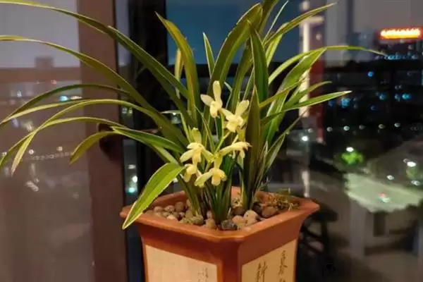 图片[4]-夏天兰花叶子发黄干枯的原因和要点？分析夏天兰花叶问题需关注哪些方面？-会东网