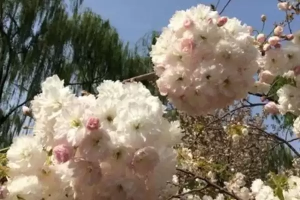 图片[6]-晚樱的品种？认识晚樱品种要了解哪些关键的品种分类和花卉形态要点？-会东网