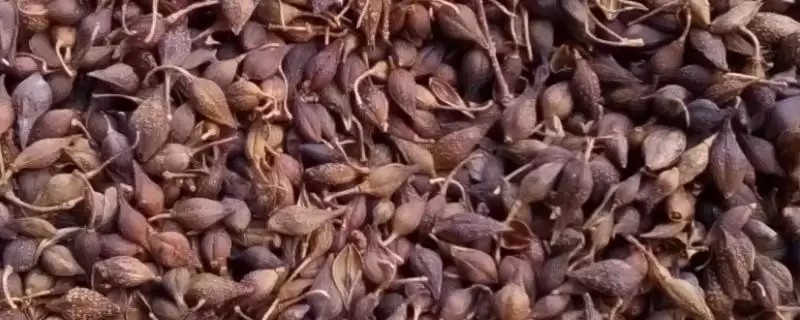 连翘种子的挑选方法 ,连翘种子何时采集及如何留种？-会东网