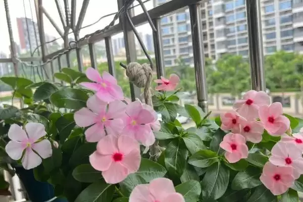 图片[2]-长春花移栽后养护的方法和重点？长春花移栽后养护要做好哪些细节？-会东网