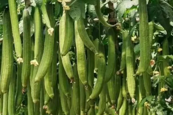 图片[3]-丝瓜的种植方法？种植丝瓜要遵循哪些科学的种植步骤和管理要点？-会东网