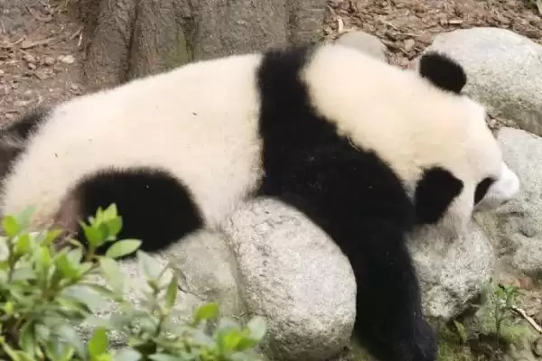 图片[2]-探寻熊猫名称来历的方法和重点？探寻熊猫名称来历要做好哪些细节？-会东网