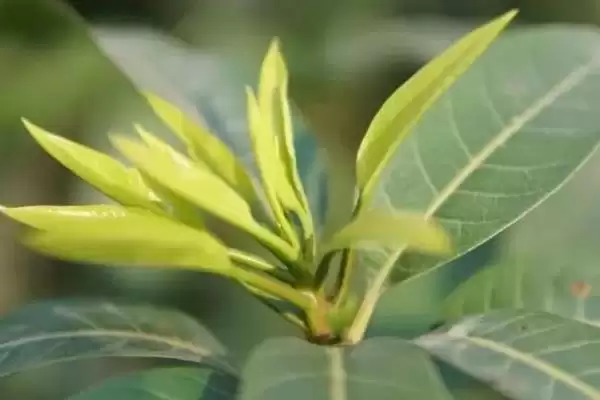 图片[2]-芒果树如何做到合理施肥 ,芒果树花芽分化前施什么肥-会东网