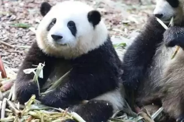 图片[4]-探寻熊猫名称来历的方法和重点？探寻熊猫名称来历要做好哪些细节？-会东网