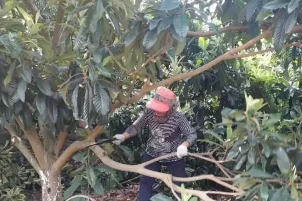 图片[4]-如何培育良种枇杷？培育良种枇杷要遵循哪些科学的培育流程？-会东网