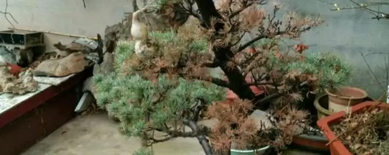 松树枯死后如何抢救？抢救枯死松树要采取哪些有效的挽救措施和方法？-会东网