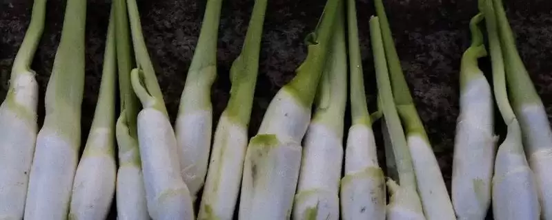 茭白的施肥方法 ,生长中茭白如何进行施肥-会东网