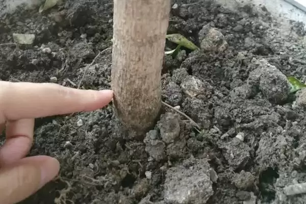 图片[8]-让幸福树在北方过冬的方法和重点？让幸福树在北方过冬要做好哪些细节？-会东网