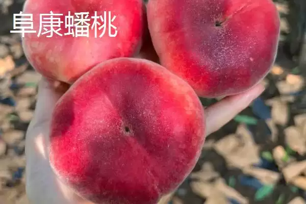 图片[4]-蟠桃和油蟠桃的差异对比：油蟠桃果皮光滑的独特之处-会东网