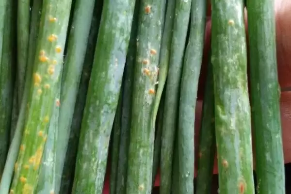 图片[4]-铁杆大葱的种植方法？种植铁杆大葱要遵循哪些科学的种植步骤和管理要点？-会东网