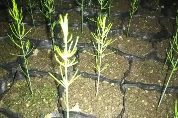 图片[2]-芦笋春季种植有什么技巧 ,春季如何种植芦笋-会东网