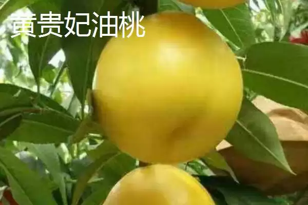图片[7]-判断油桃是否为转基因桃子的方法和重点？判断油桃是否为转基因桃子要做好哪些细节？-会东网