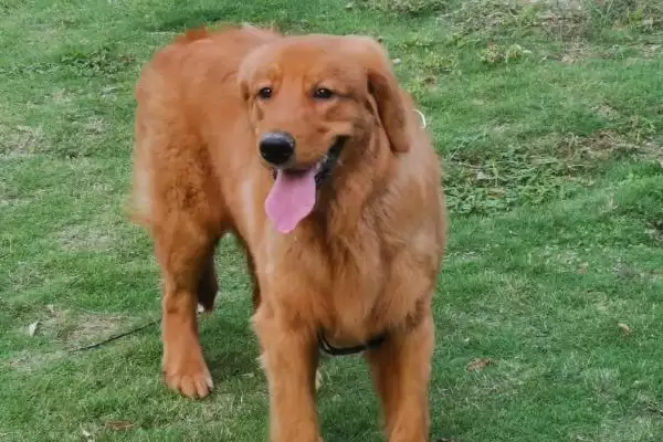 金毛犬表达情绪的方式 ,金毛怎样表现它的心情状态插图1 金毛犬表达情绪的方式 ,金毛怎样表现它的心情状态插图1