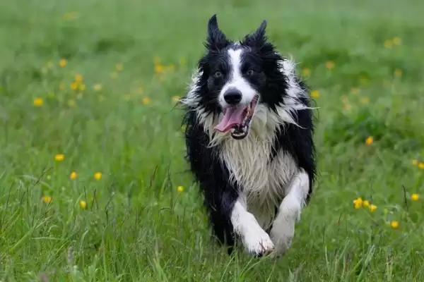 图片[4]-饲养边境牧羊犬的要点？饲养边境牧羊犬要掌握哪些关键的喂养和训练要点？-会东网