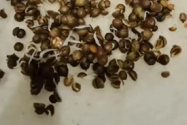 图片[3]-香菜春季播种适期的要点和判断？判断香菜春季播种时间需注意什么？-会东网