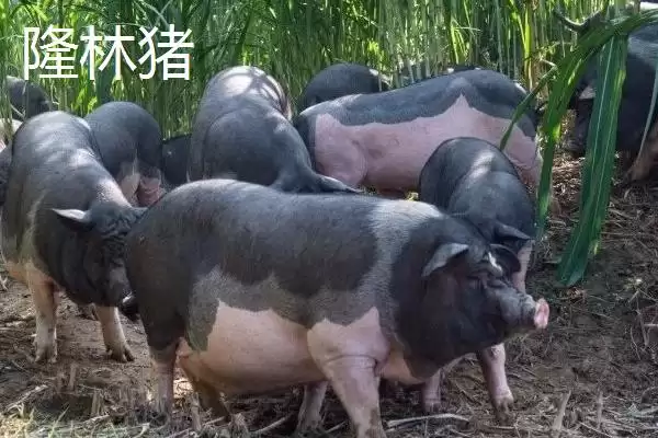 图片[10]-柳州市融水苗族自治县的特产 ,融水有哪些特色的特产种类？-会东网