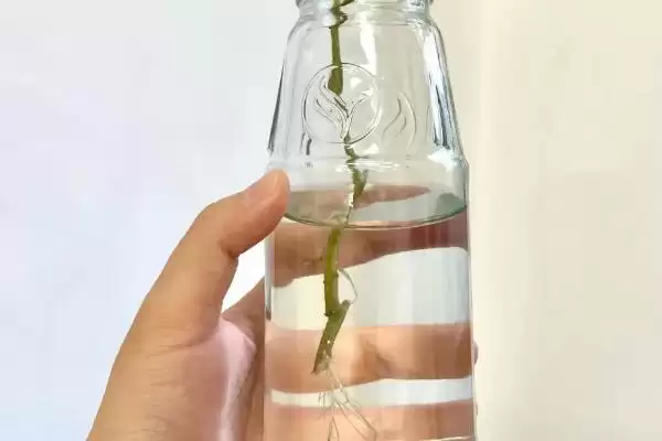 图片[2]-水培三角梅如何快速生根？水培三角梅促快速生根要掌握哪些实用技巧？-会东网