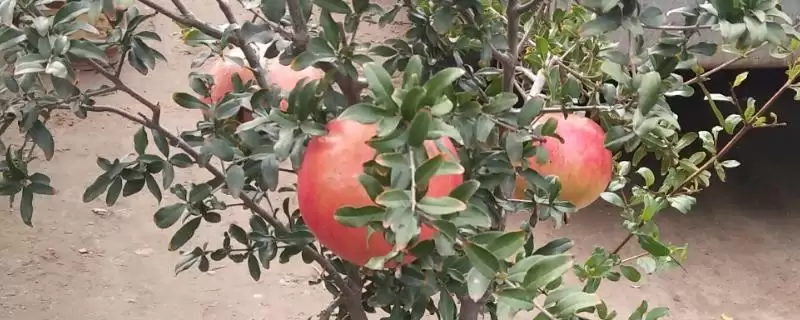 盆栽石榴树开花结果时间：扦插苗三四年开花结果的成长奇迹-会东网