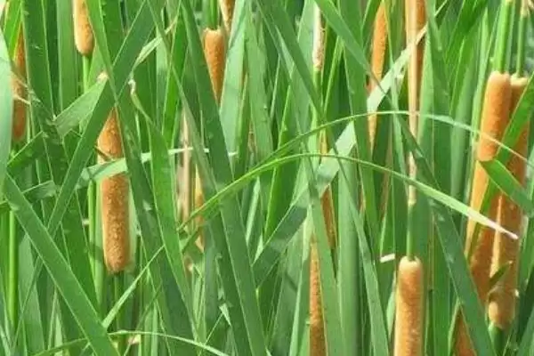 图片[3]-蒲黄种植方法全解：以分株繁殖为主的操作要点-会东网