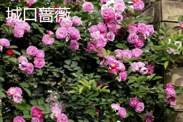 图片[7]-蔷薇花种类大集合：多数为世界著名观赏植物的品种介绍-会东网