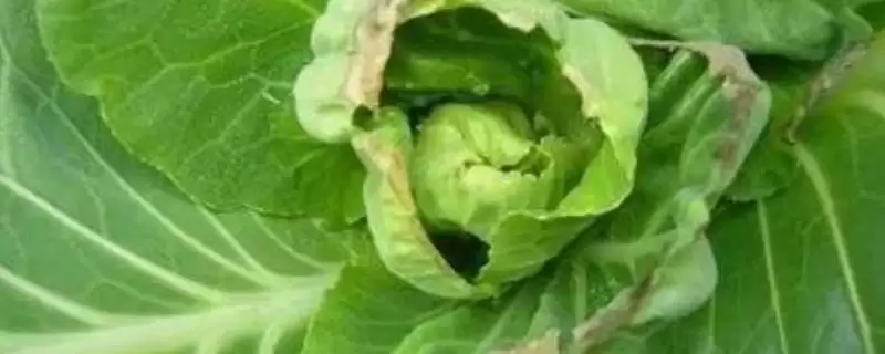 如何识别甘蓝缺钙症?种植甘蓝识别缺钙症要掌握哪些判断方法?-会东网