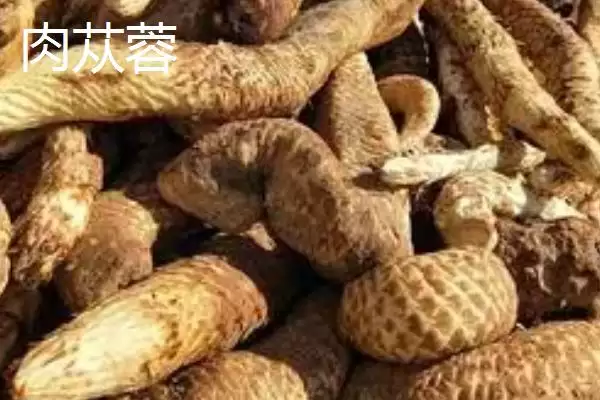 图片[2]-肉苁蓉的品种？认识肉苁蓉品种要了解哪些关键品种信息？-会东网