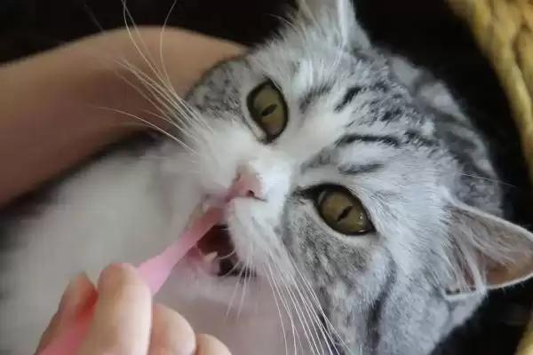 图片[3]-给猫咪做口腔护理的方法和重点？给猫咪做口腔护理要做好哪些细节？-会东网