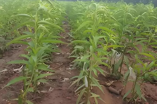 图片[3]-水蜜桃如何种植？种植水蜜桃要掌握哪些从选种到养护的关键步骤？-会东网