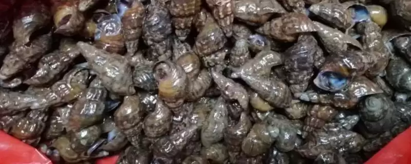 石螺怎么处理？处理石螺要掌握哪些有效的清洗和烹饪前处理方法？-会东网